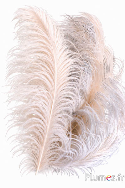 Struzzo premium - 50-60 cm - crema-grigio naturale
